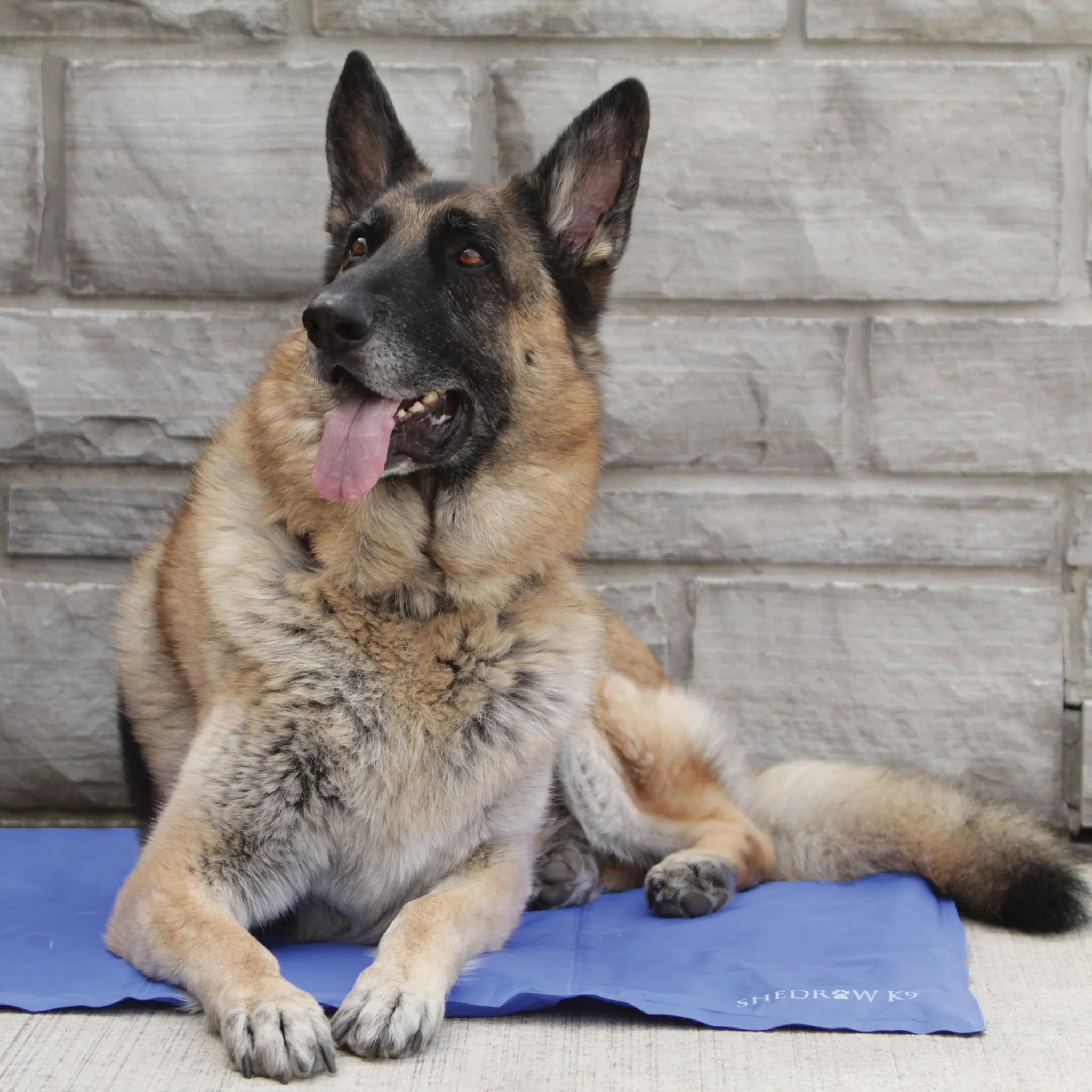 Dog Cooling Mat
