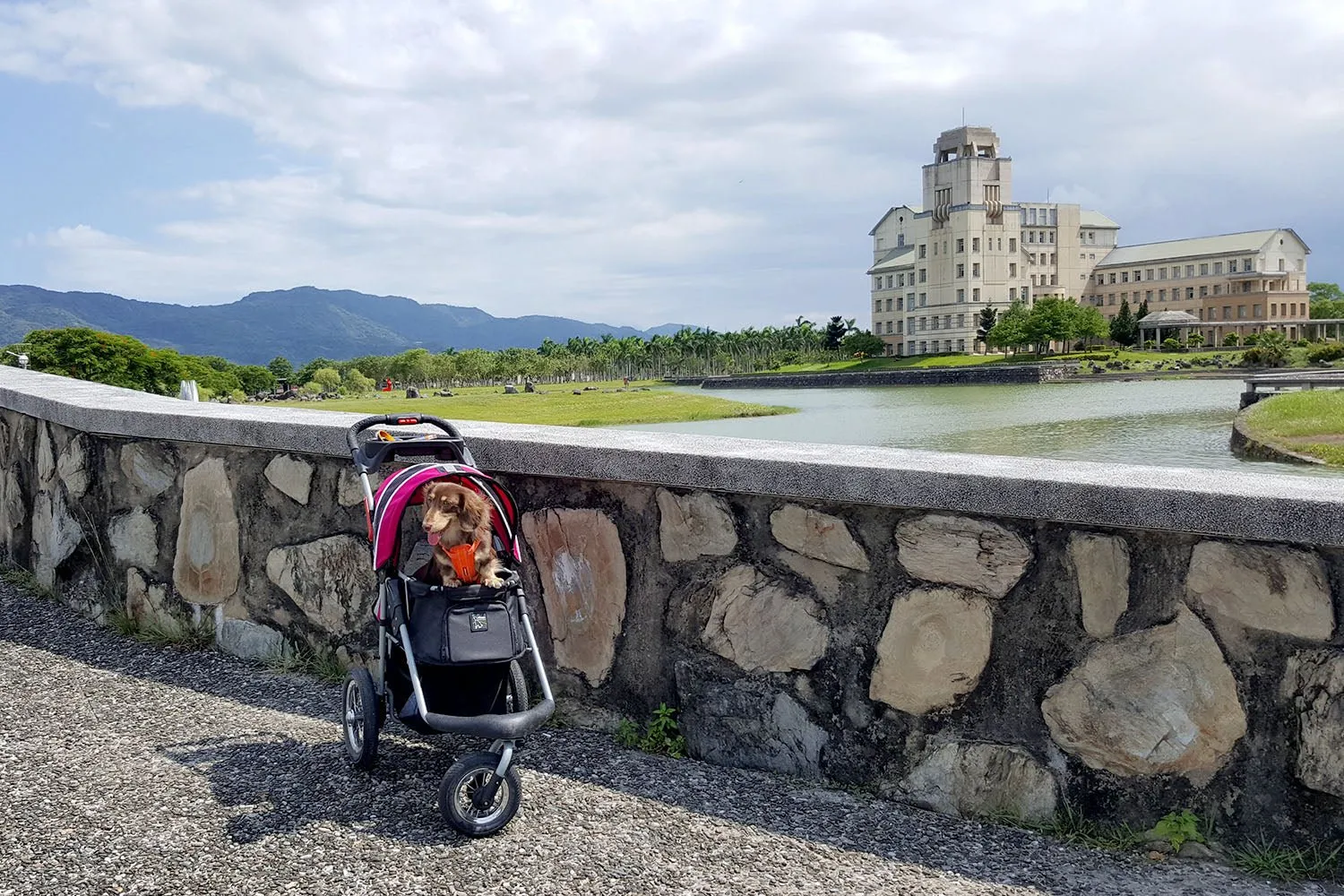 Turbo Pet Jogger - Berry Black
